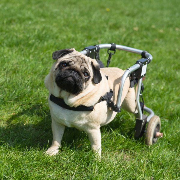 This is How I Roll! Assistive Devices in Animal Physical Therapy